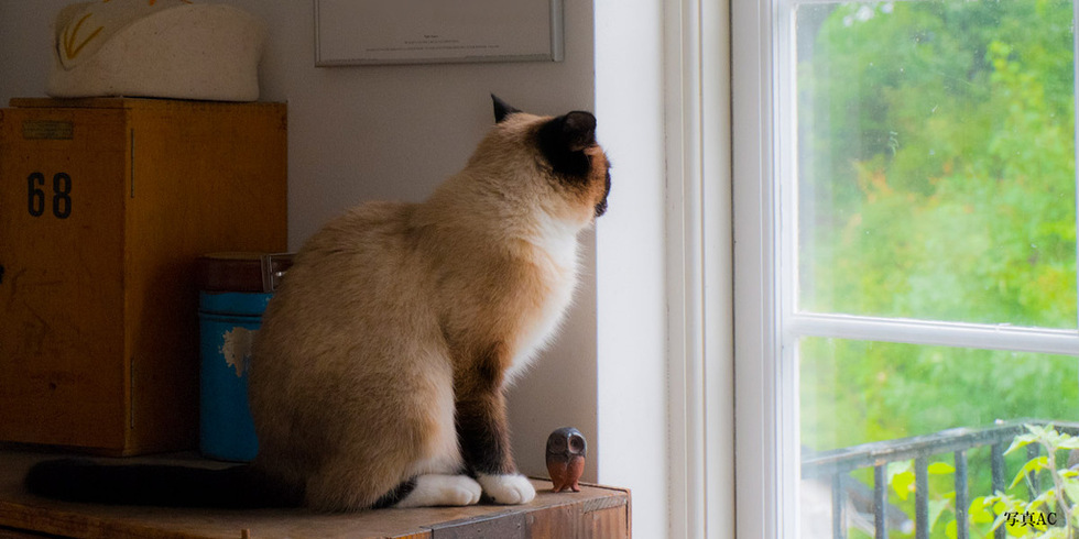 【セミナー】「犬と暮らす家・猫と暮らす家をつくる確かな理屈」～ペットと暮らす楽しい住まい～ 画像