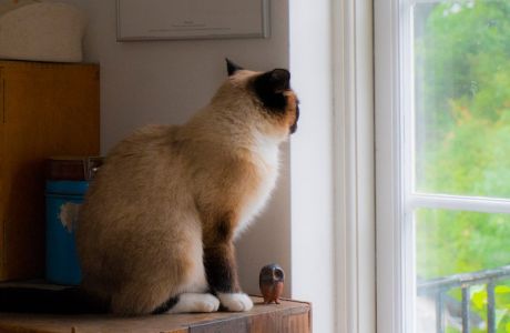 【セミナー】「犬と暮らす家・猫と暮らす家をつくる確かな理屈」～ペットと暮らす楽しい住まい～ アイキャッチ画像